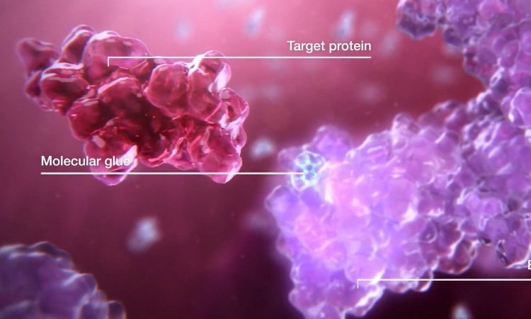 Molecular glues